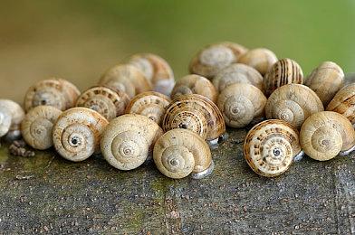 《避暑小屋》3月8日Steam发售 治愈系像素微型建筑