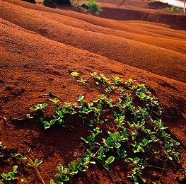 Capcom官方民调显示玩家们需要恐龙危机新作